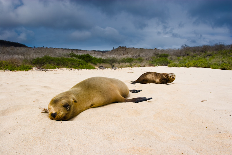 Galápagos Sealions On Beach